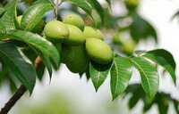 fruiting tree of Canarium album Raeusch with several green fruits
