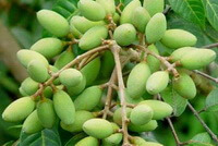 fruiting branches of Canarium album Raeusch with many green fruits hanging on it