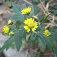 flowering plants of Chrysanthemum indicum L with several yellowish flowers