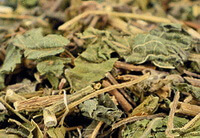 Climbing Hop Herb