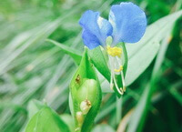 Commelina communis
