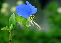 a plant of Commelina communis L with a small blueish flower