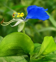 a flowering plant of Commelina communis L with a small blue flower
