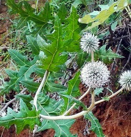 flowering plants of Echinops latifolius Tausch. with whitish flowers