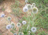 flowering plants of Echinops latifolius Tausch grow in field