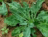 Folium Isatidis