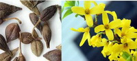 dried herb fruits of Forsythia suspensa and flowers