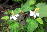 flowering plant of Houttuynia cordata Thunb with two or three white flowers and green leaves