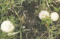 several mushrooms of Lasiosphaera fenzlii Reichb grow in grass