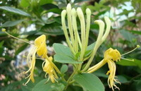 flowering plant of Lonicera confusa Sweet DC with yellow flowers and white flower buds