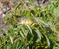 flowering plants of Lonicera fulvotomentosa Hsu et S.C. Cheng. with flowers