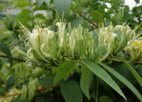 flowering plant of Lonicera hypoglauca Miq with white flowers
