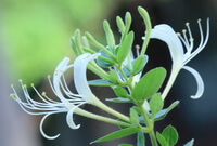 flowering plant of Lonicera japonica Thunb,with white flowers and green leaves