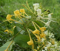 flowering plants of Lonicera japonica Thunb with yellow and white flowers