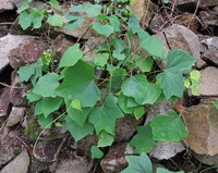 plants of Menispermum dahuricum DC. grow in rocks