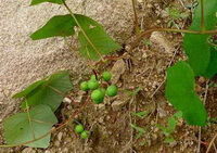 fruiting plant of Menispermum dahuricum DC. grow in a field with green berries