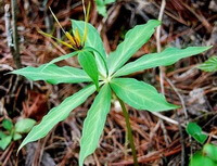 a flowering plant of Paris polyphylla Smith var.chinenisi Franch Hara. grow in field with green leaves and a small yellow flower