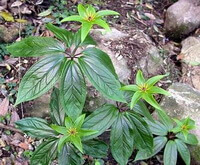 plants of Paris polyphylla Smith var.chinenisi Franch Hara. grow in field