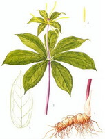 a colorful drawing of Paris polyphylla Smith var.chinenisi Franch Hara.,drawing of plant and rhizome