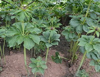 plants of Paris polyphylla Smith var. yunnanensis Franch.Hand.-Mazz. grow in field