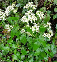 flowering plants of Patrinia villosa Juss with green leaves and small whitish flowers