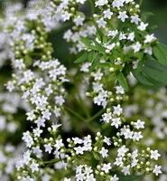 flowering plant of Patrinia villosa Juss with small whitish flowers
