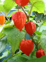 fruiting plants of Physalis alkekengi L.var.franchetii Mast.Makino. with several pendulous orange-red fruits