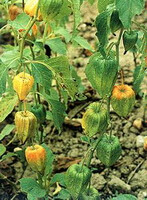 several fruiting plants of Physalis alkekengi L.var.franchetii Mast.Makino. grow in field, with several pendulous yellow greenish fruits hanging on branches