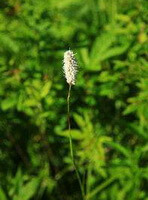 a plant of Polygonum manshuriense V. Petr. ex Kom. with a flower spike
