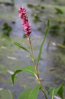 a flowering plant of Polygonum tinctorium Ait grows near a river with pink flower spikes