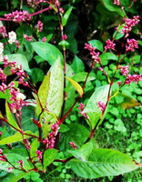 flowering plants of Polygonum tinctorium Ait grow in field with many reddish pink flower spikes and green leaves