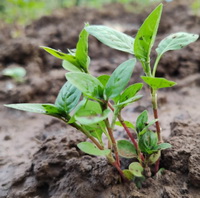 several seedlings of Polygonum tinctorium Ait grow in a field,with green leaves and reddish stems
