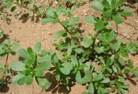 a plant of Portulaca oleracea L grow in arid field