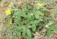 flowering plants of Potentilla discolor Bunge grow in wild field with small yellow flowers.