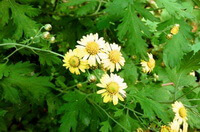 flowering plants of Pyrethrum lavandulifolium Fisch with several yellowish flowers