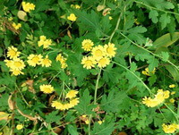 flowering plants of Pyrethrum lavandulifolium Fisch with many yellow flowers