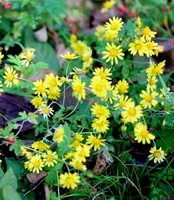 flowering plants of Pyrethrum lavandulifolium Fisch with many small yellow flowers grow on mountain