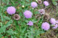 flowering plants of Rhaponticum uniflorum L.DC. with pinkish flowers