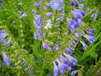 flowering plants of Scutellaria barbata D.Don. with lilac flowers