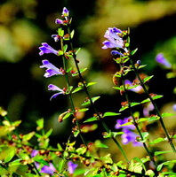 flowering plants of Scutellaria barbata D.Don. grow in sunny days with lilac flowers and green leaves