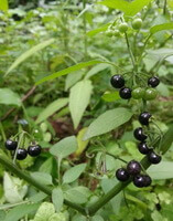 fruting plant of Solanum nigrum L. with black berries