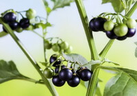 fruiting plant of Solanum nigrum L. with mature black berries and green unmature berries