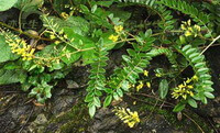 flowering plants of Sophora tonkinensis Gapnep with yellow flowers