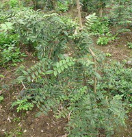 small tree of Sophora tonkinensis Gapnep grow in a field