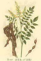 a colorful drawing of Sophora tonkinensis Gapnep, root,stems and leaves,yellow flowers and pods