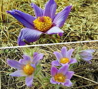 flowering plant of Pulsatilla ambigua Turcz.ex Pritz with purple and lilac flowers.