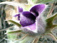 a purple flower of Pulsatilla ambigua Turcz.ex Pritz.
