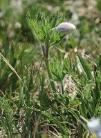 a plant of Pulsatilla campanella Fisch.ex Regel. with a flower petal