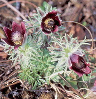 flowering plants of Pulsatilla cernua Thunb.Bercht.et Opiz. with violet red flowers
