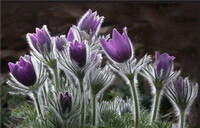 flowering plants of Pulsatilla cernua Thunb.Bercht.et Opiz. with violet red flowers